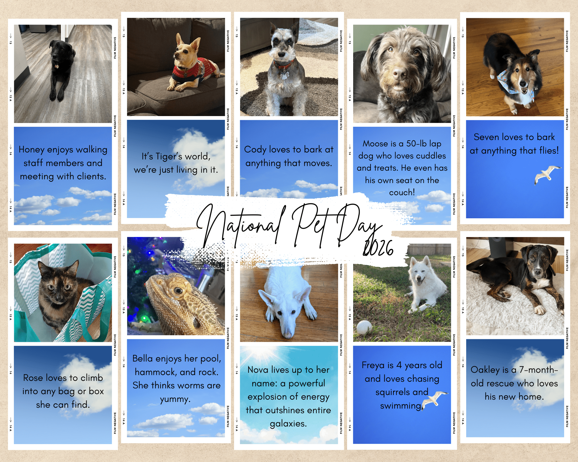 National Pet Day Our Team's Pets